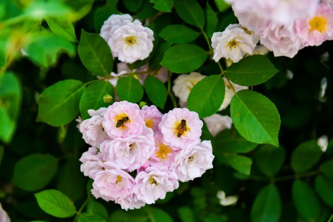 赏花的绝美诗句,赏花最好的十首诗