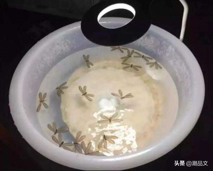 下雨后水蚁还会出现吗,下雨天水蚁怎么处理