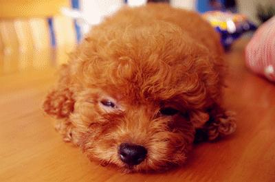 泰迪犬的正确饲养方法,如何饲养红泰迪犬视频大全