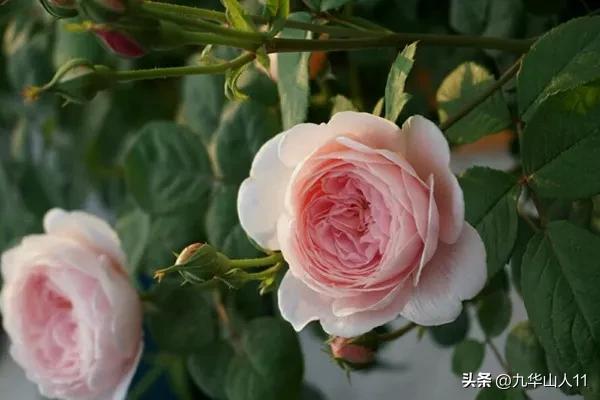 黄色系藤本月季哪个品种好,适合海南种的藤本月季品种