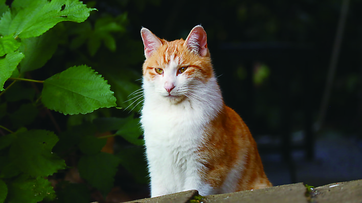 湖南工大的“HUT喵世界”火爆网络这是个啥东东？