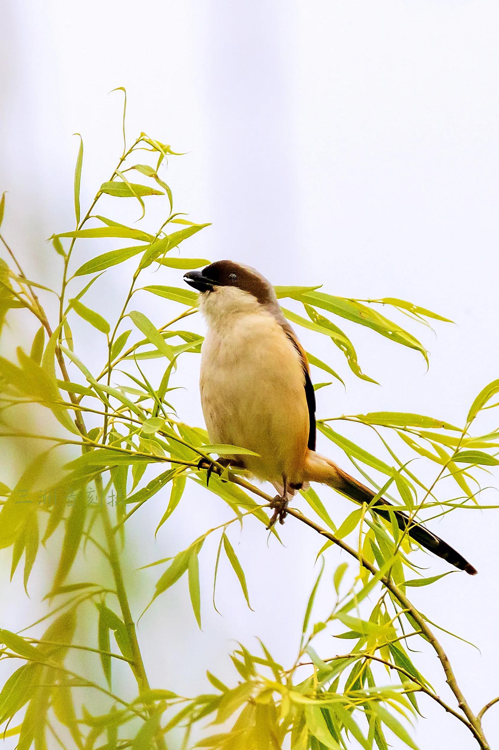 上海市嘉定区安亭国际汽车城,上海嘉定安亭国际汽车城