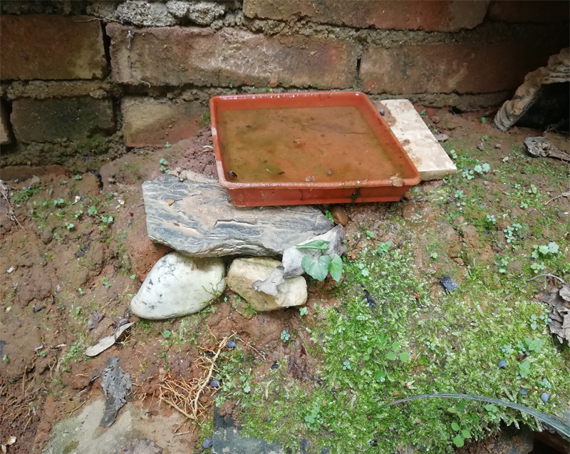 黄缘闭壳龟刚到家躲在土里不出来,黄缘闭壳龟母龟断尾还可以繁殖吗