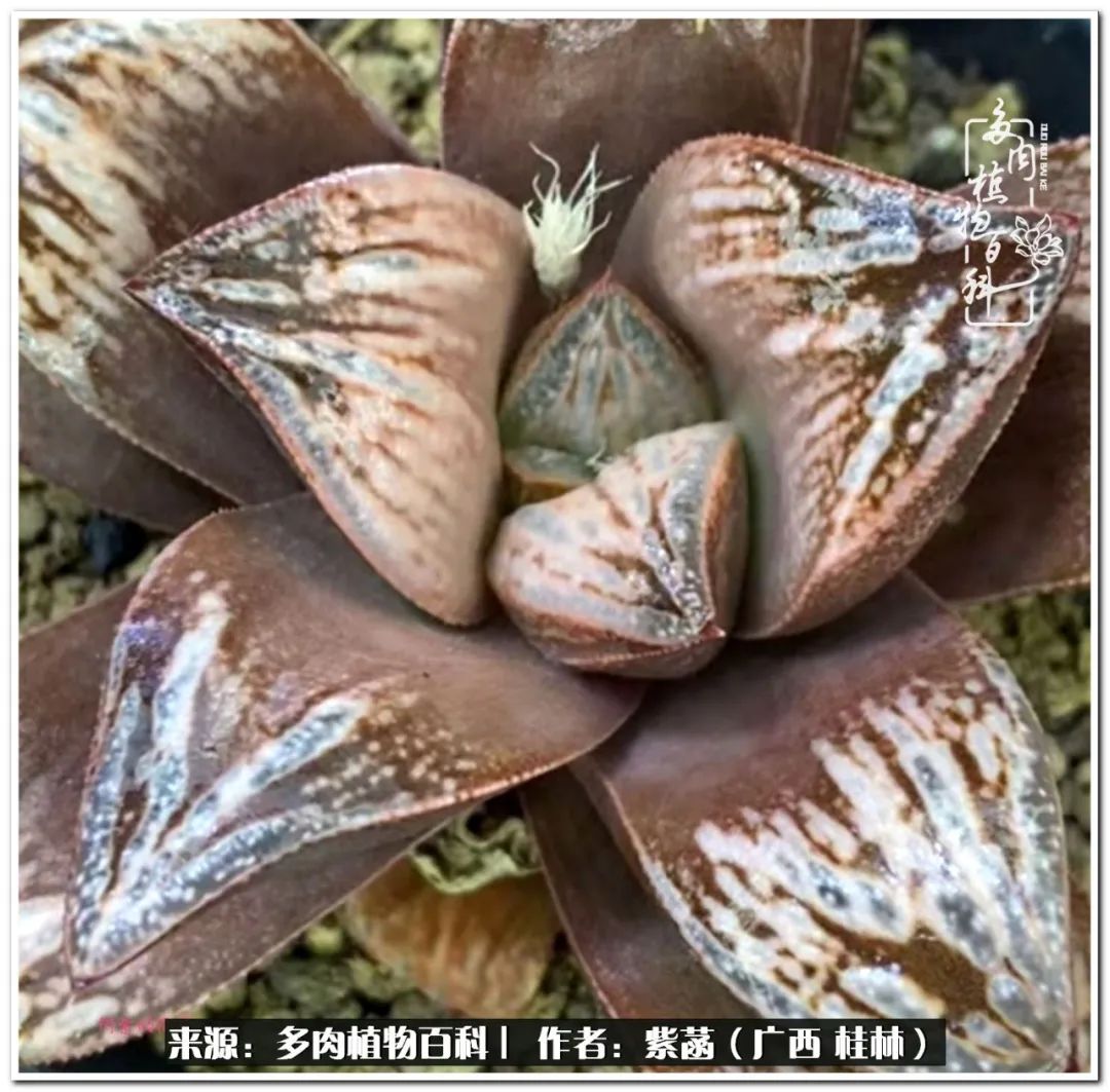 酷暑里的关爱，如十二卷般透亮绵长