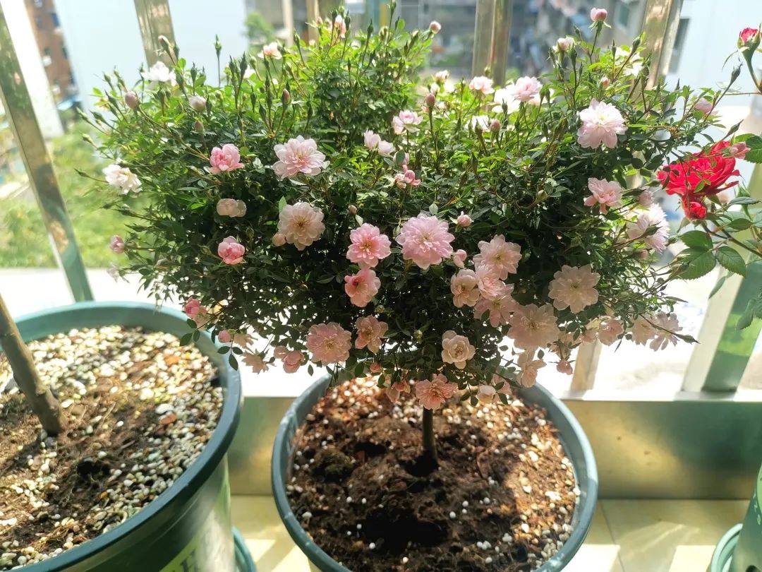 iga肾病四级能治愈几率有多大,iga肾病4级可以保持一辈子吗