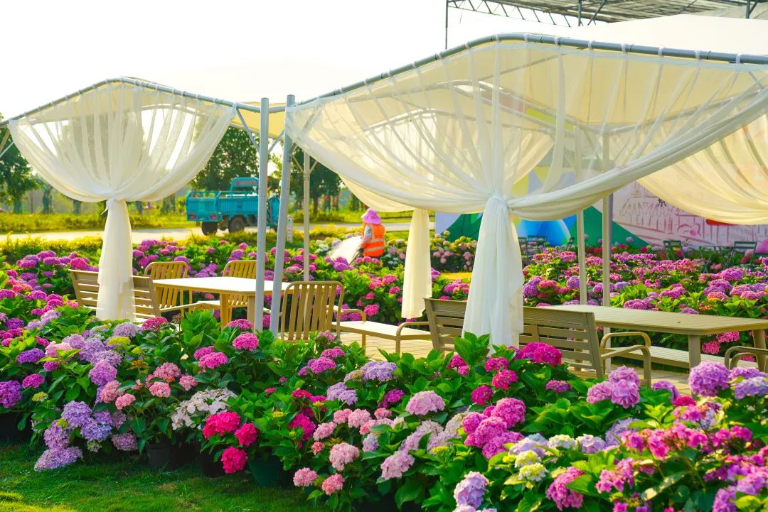 夏天专属的浪漫绣球花,绣球花是夏天的专属浪漫