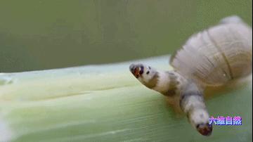 英国出现“僵尸”鸽子,英国出现僵尸鸽子人类会感染吗