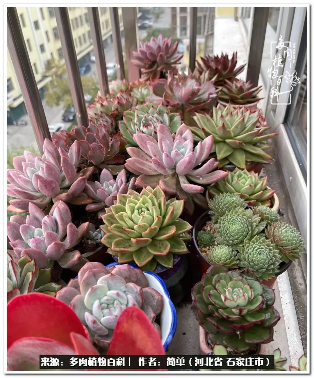 自从养了多肉以后视频,养多肉治愈生活中的疲惫和琐碎