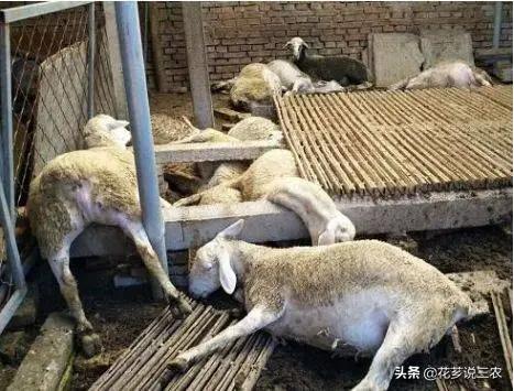 养羊的十大传染病,养羊须知预防哪几种传染病