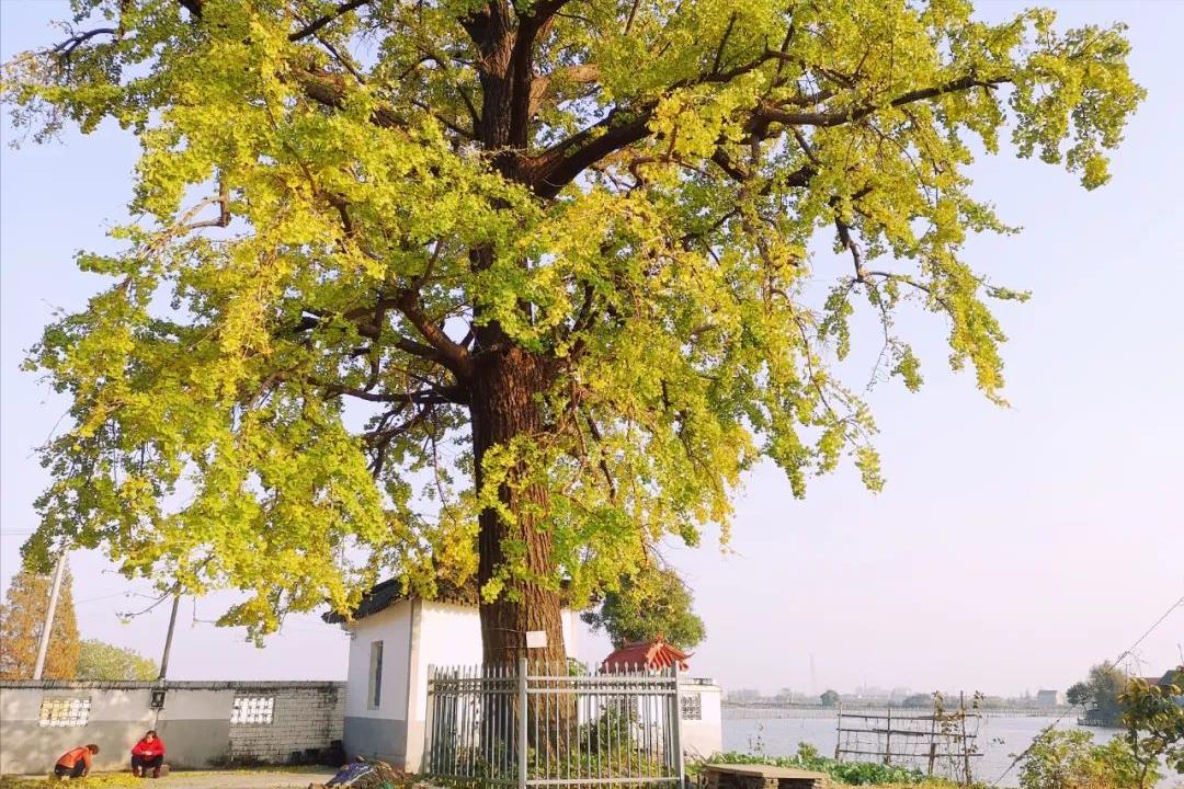 血栓引起的脚趾头坏死,脉管炎脚趾头坏死化脓