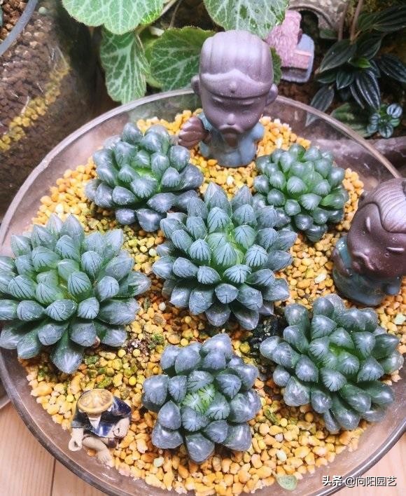 玉露根断了水培方法,玉露的正确修根方法