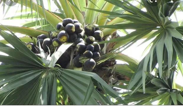 为什么棕榈油能成为世界油王,棕榈油在哪个国家产量最大