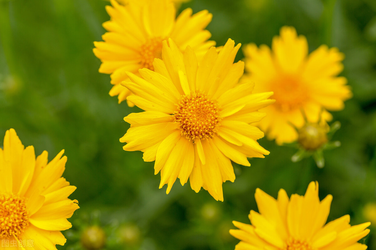 一花一世界一叶一菩提一念之间,一花一叶一世界春暖花开