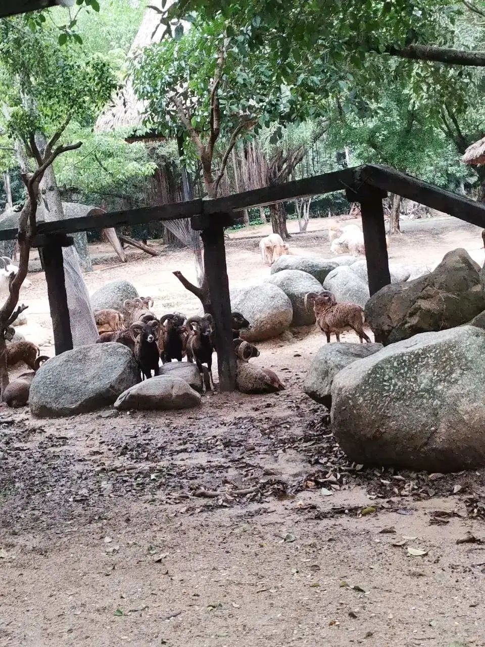 六刷广州长隆野生动物世界，強烈推荐-广州必游地（内含攻略）