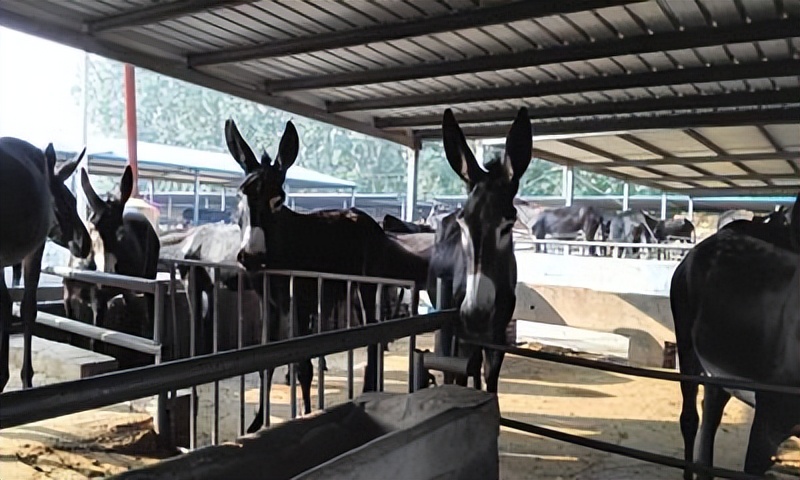 小说寡妇,寡妇和书生的电视剧