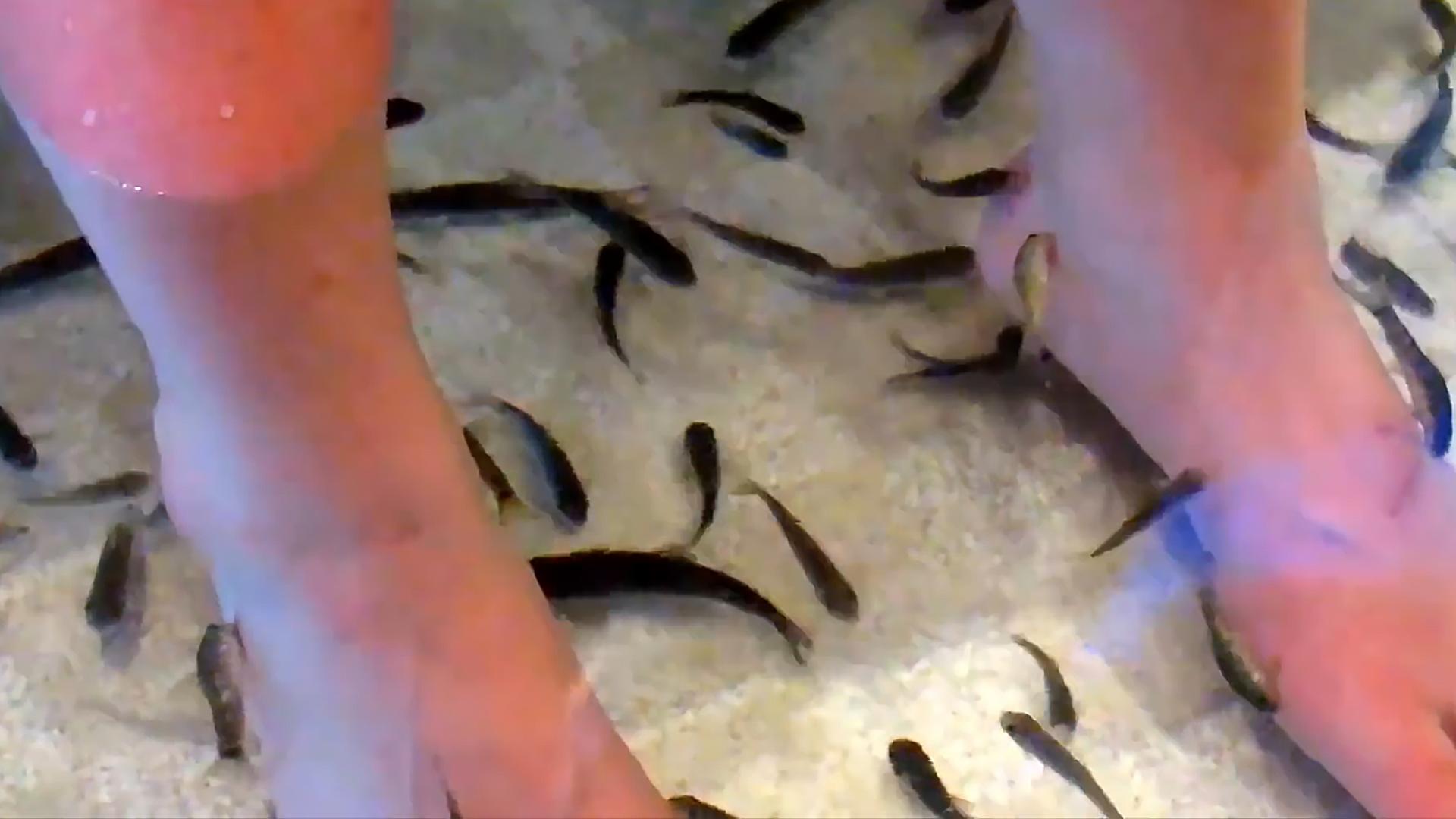 足疗店的小鱼最后去了哪儿,足疗店的小鱼能吃吗