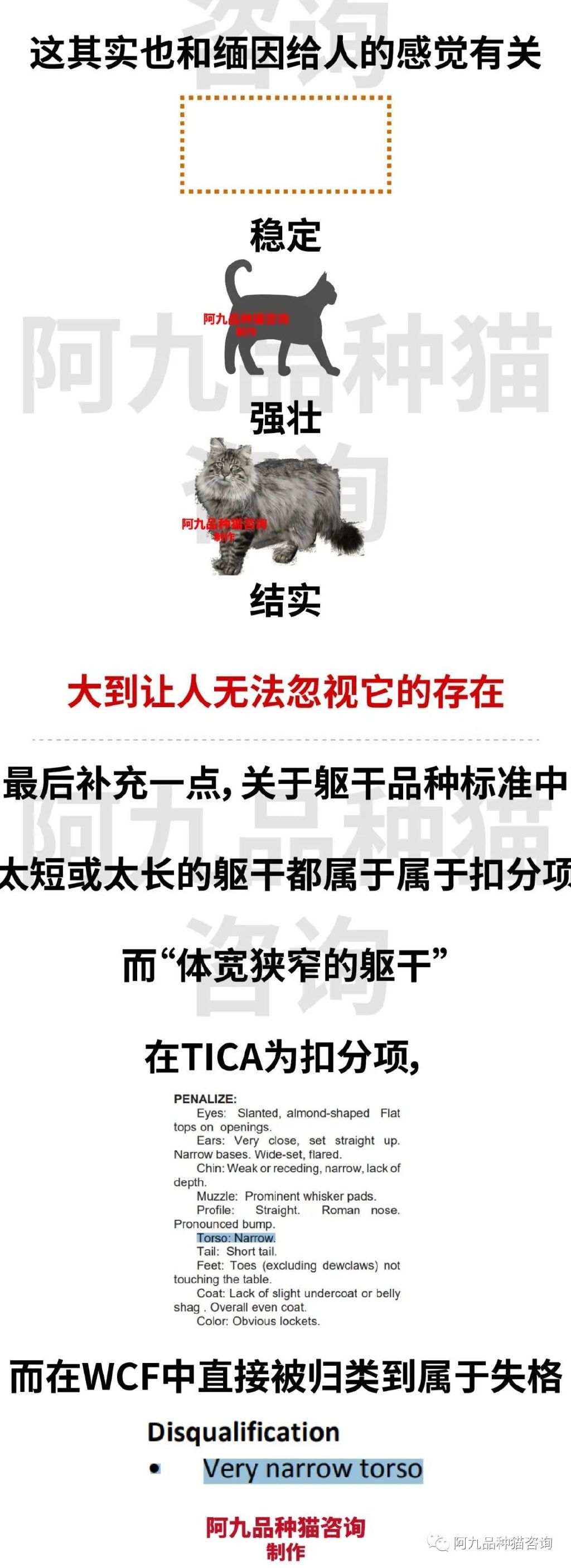 缅因猫品种标准图解，缅因猫怎么分辨好坏，缅因猫怎么分辨颜色