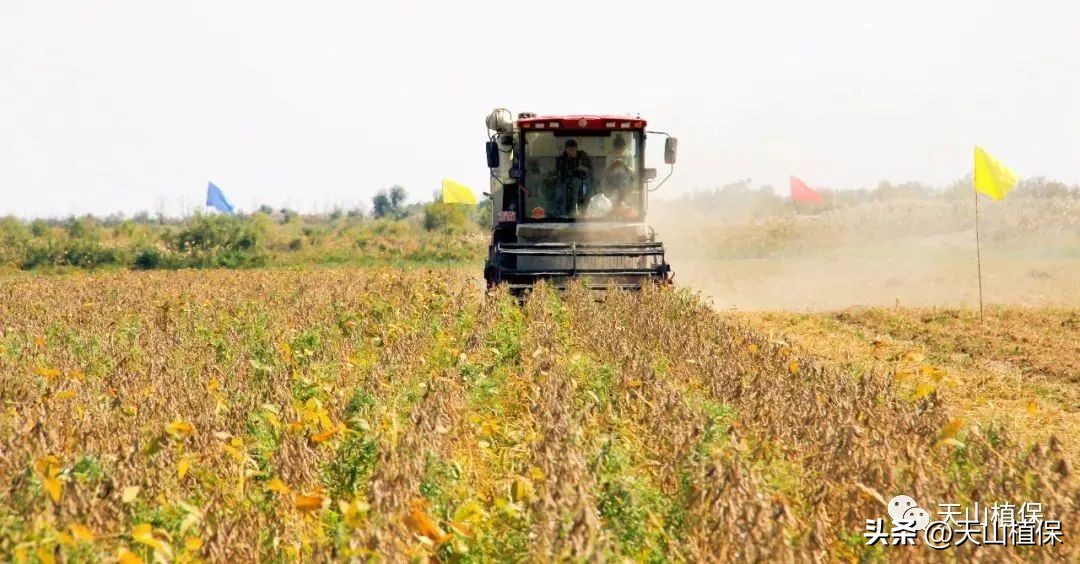 大豆全产业加工研究进展详情,大豆加工什么最有前途