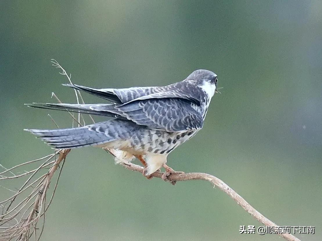红脚隼叫声,红脚隼