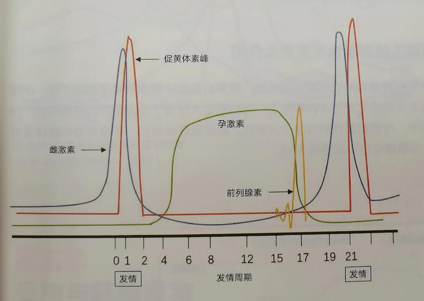 母猪的发情和发情周期