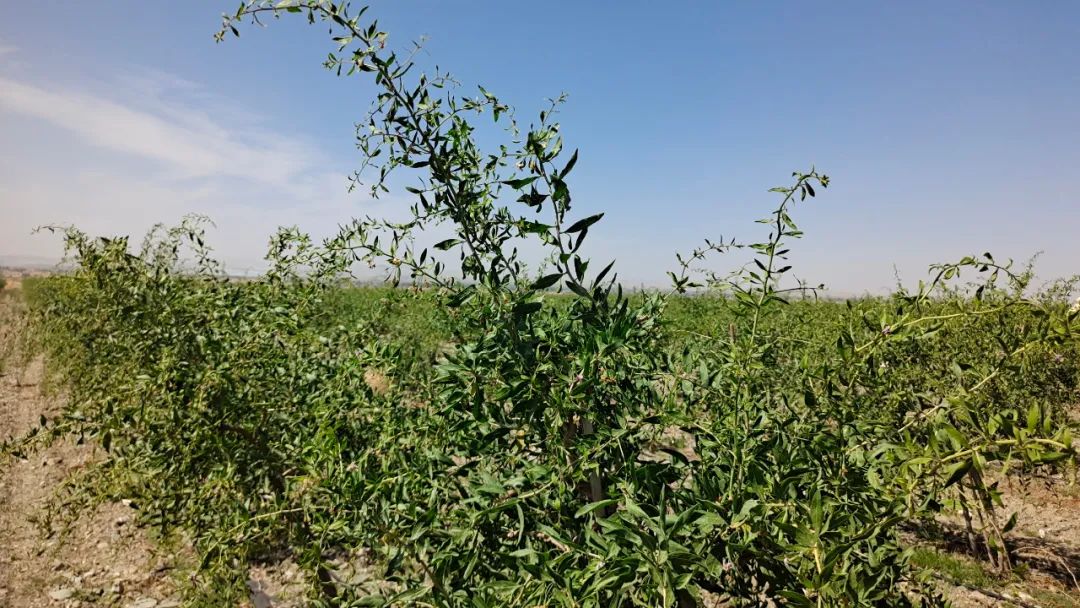 致富带富好*党**员魏家娟:绿色循环种养殖网络销售助增收