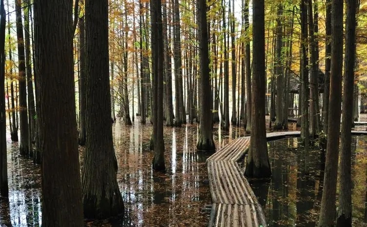 南京免费景点排行榜前十名,南京旅游年卡免费景点一览表