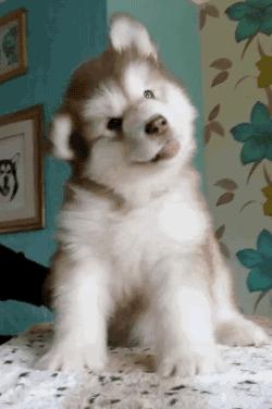 狗狗换牙吃益生菌好吗,狗狗什么时候换牙长牙