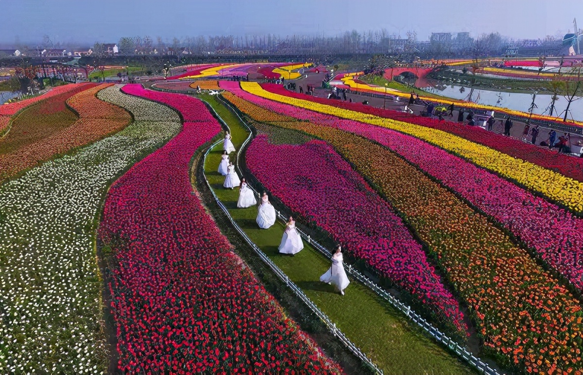 大丰荷兰花海11月份花开,倾城名花