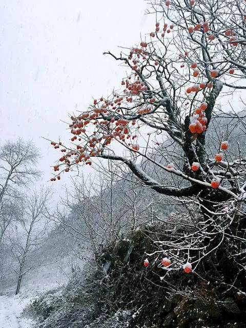 太行山丘陵区有柿树吗,夏天的太行山柿树图片