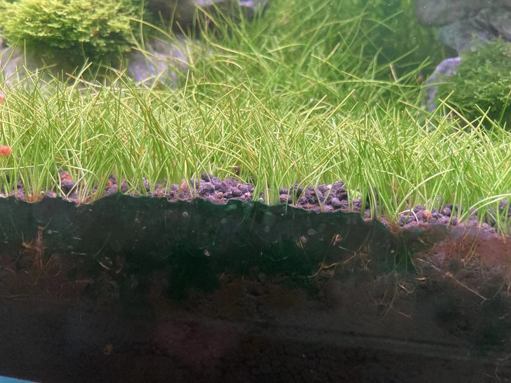 七彩水草缸怎么抑制藻类,水草缸怎么治疗水霉