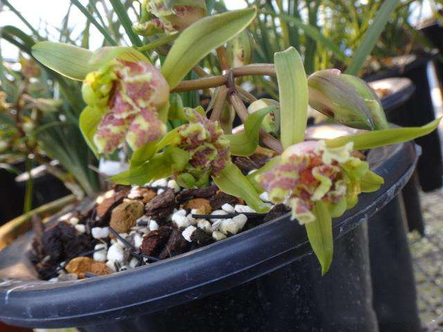 最便宜的蕙兰多少钱一株,一盆蕙兰在市面上值多少钱