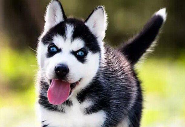 二哈被小狗凶后委屈找主人保护,二哈幼犬没精神