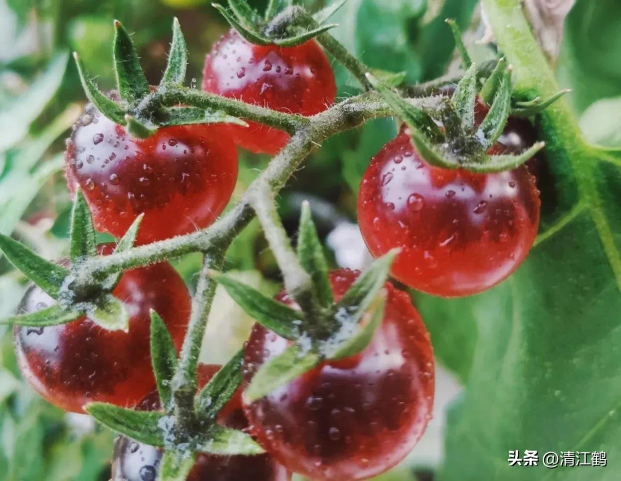 番茄转色不良用什么肥,番茄转色的六种表现