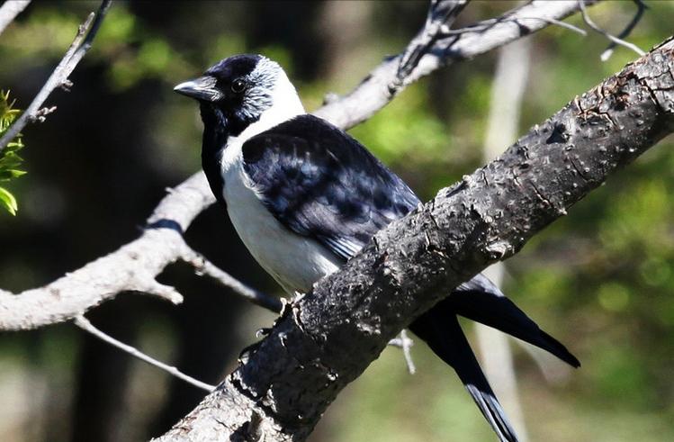 鸟儿大全高清图,高清珍稀鸟动态图片大全