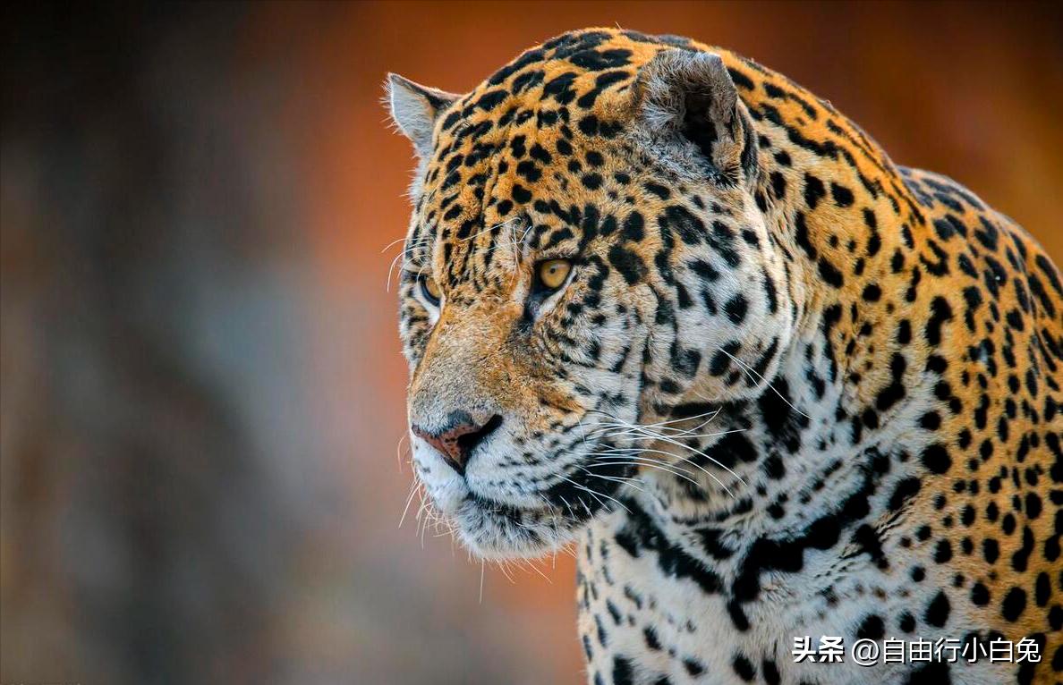 大兴野生动物园猛兽体验,走进野生动物园探索神奇大自然