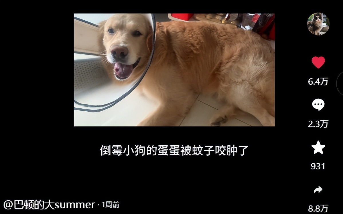 笑死！狗子1个蛋上被蚊子咬了8个包，成巨蛋小子了！