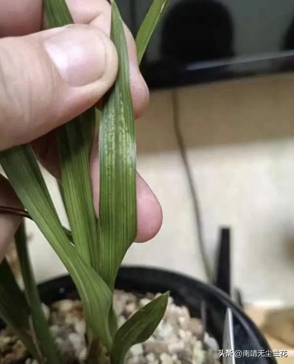 兰花拉丝怎么辨别真假,兰花缺素症与拉丝病区别