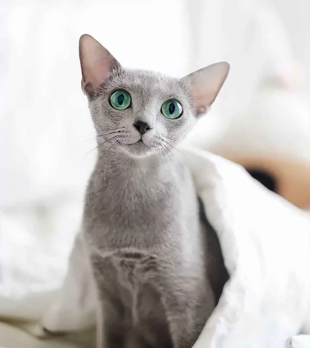 金色短毛猫是什么品种图片及价格,英国短毛猫品种分类标准图片大全