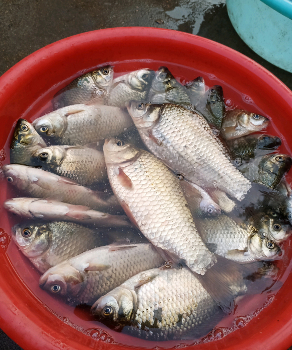 野钓饵料和窝料不是一个味道,野钓窝料浓腥