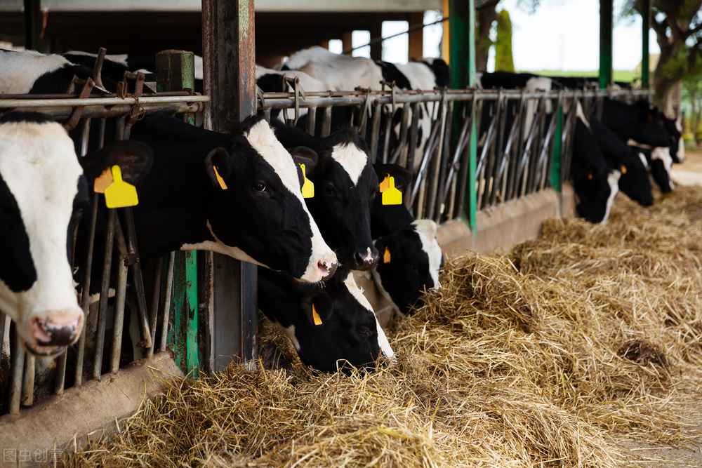 牛打嗝也要缴税你听说过吗？这个国家的动物们也要开始缴税了