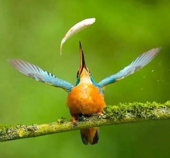 最美罕见的小鸟,全世界最罕见的小鸟