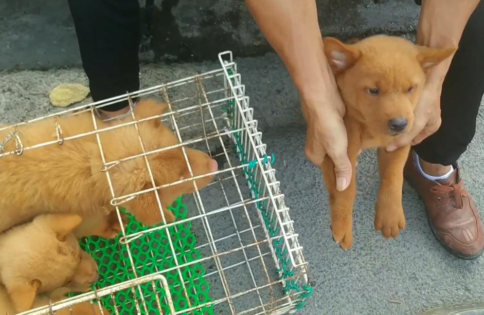 一条土狗多少元,一条土狗卖七八百