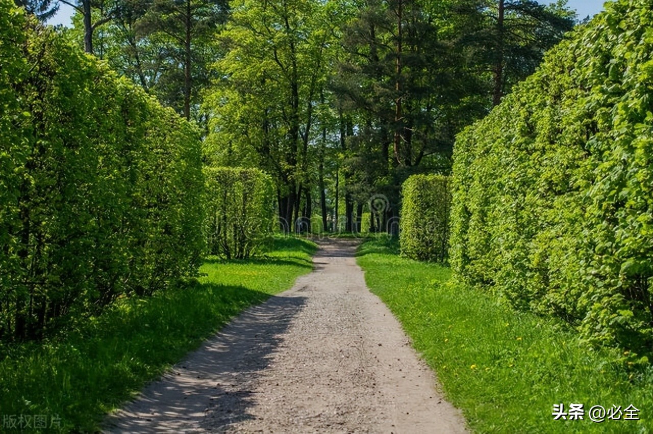 绿篱的种植标准,常见绿篱浇水及修剪要求