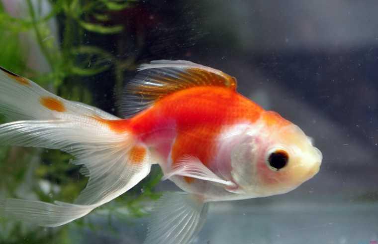 新手养金鱼不养死金鱼的方法,怎么养金鱼金鱼才不会死