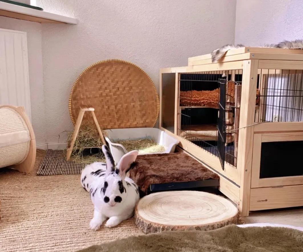 新手养兔指南小说,新手养兔指南免费