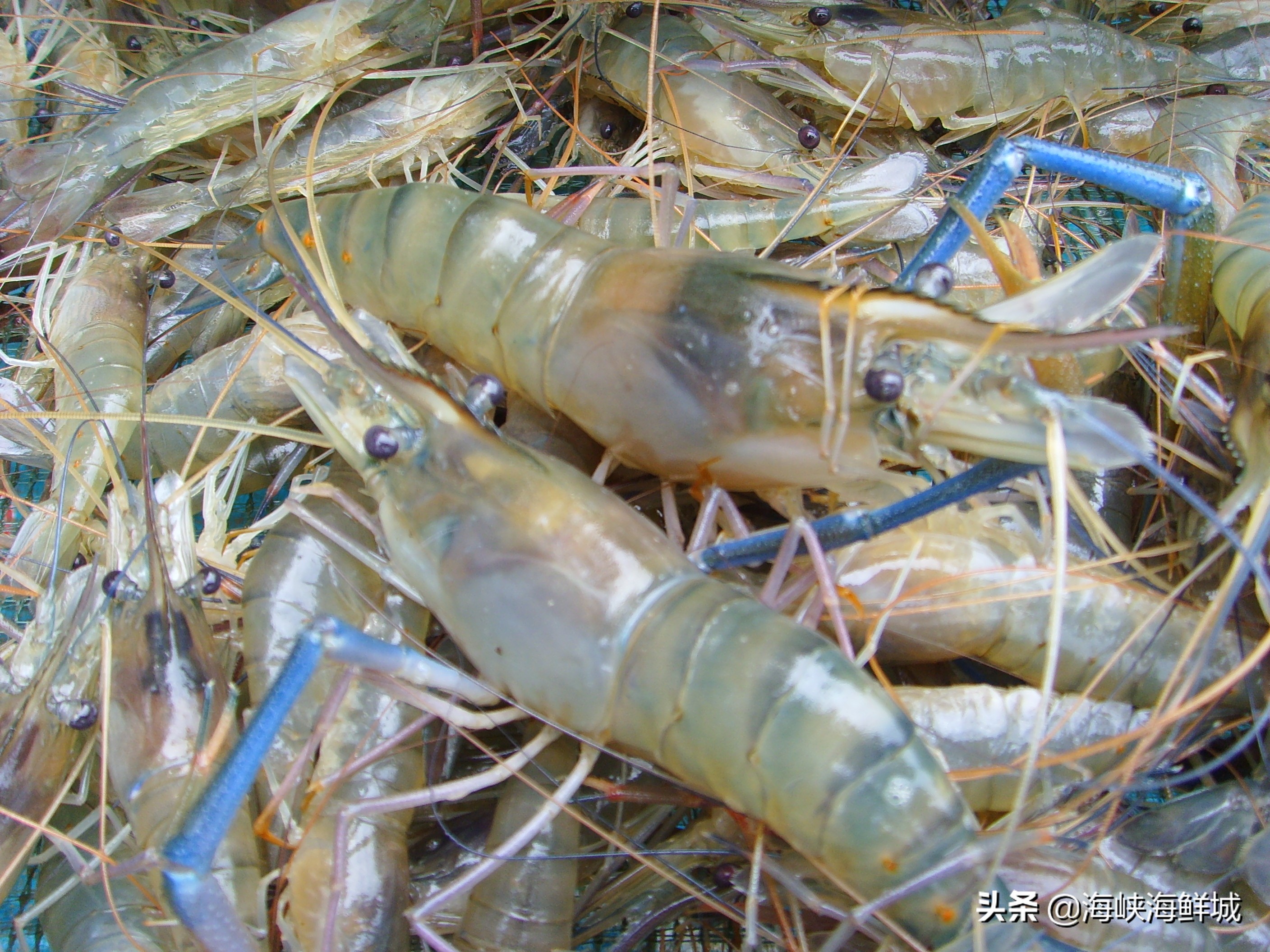 活海鲜没有海水如何保存,死海鲜放冰箱里能吃吗