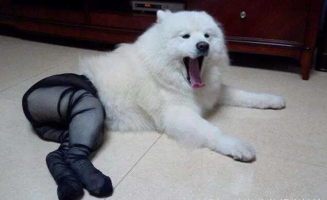 三买手机,我选择了闲鱼,认识闲鱼,我学会了在上面淘宝