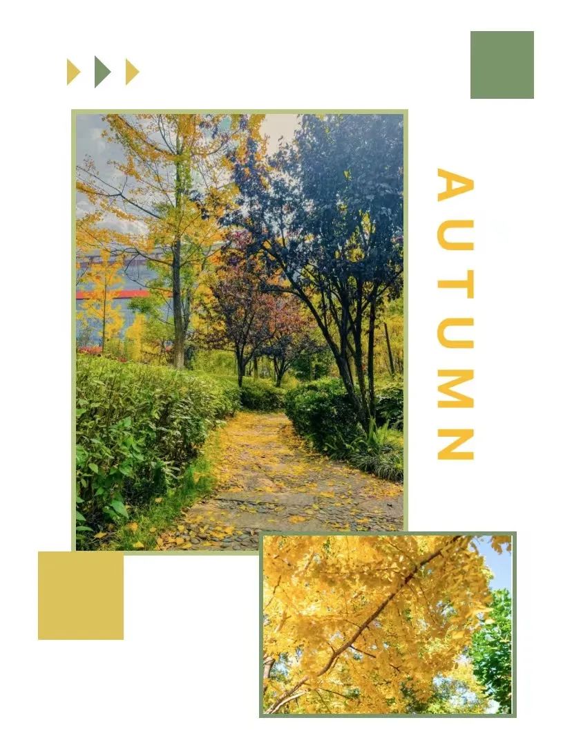 秋季限定|昆明九所学校，送你诗意校园里的一抹金