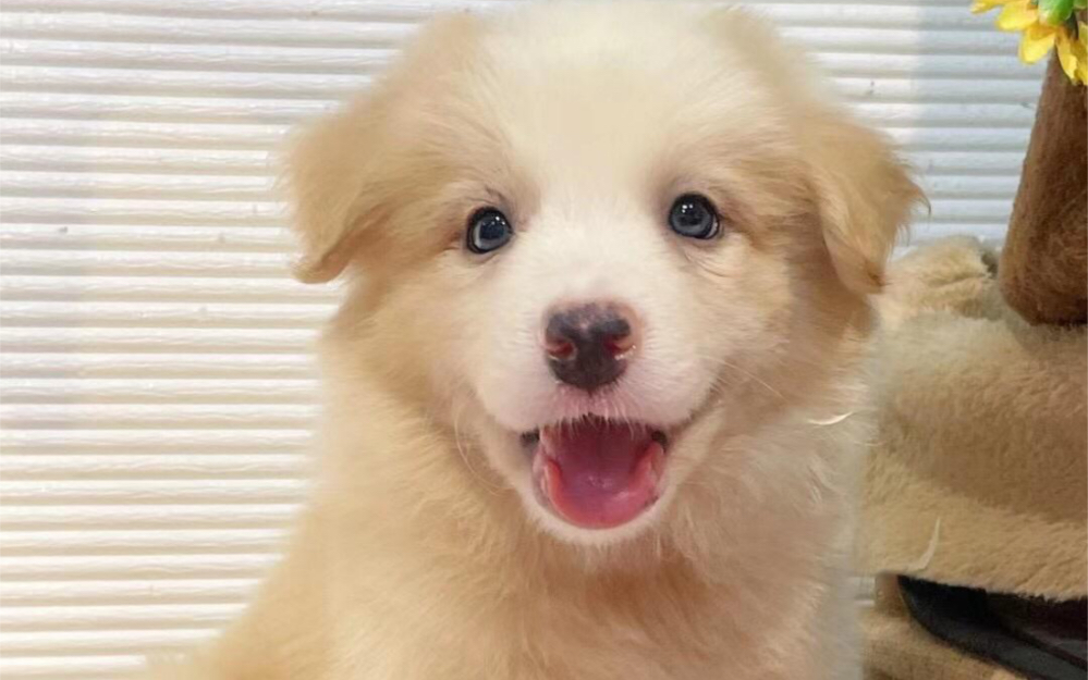 狗边境牧羊犬,边境牧羊犬训练的方法