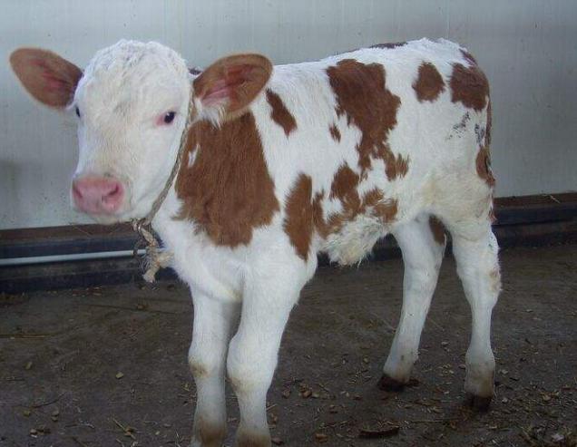 新生牛犊拉稀怎么治用什么药,新生牛犊拉稀最好治疗方法是什么